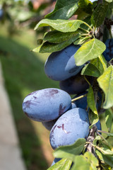 Ripe Plum Fruit on The Branch Closeup