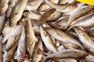 Fresh and savory fishes of the Black Sea