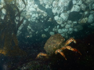 spider crab underwater staring wistfully at a curios rock formation 