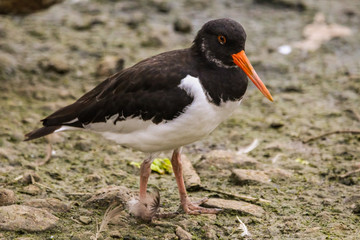 oystercatcher