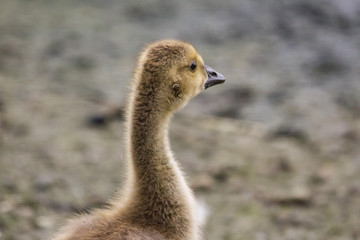 gosling