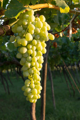 Close Up of Italian Grapes Before the Harvest in July at Sunset