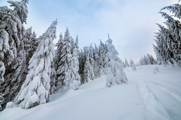 Fototapeta na wymiar Beautiful winter landscape. Dense mountain forest with tall dark green spruce trees, path in white clean deep snow on bright frosty winter day.