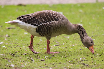 graylag goose