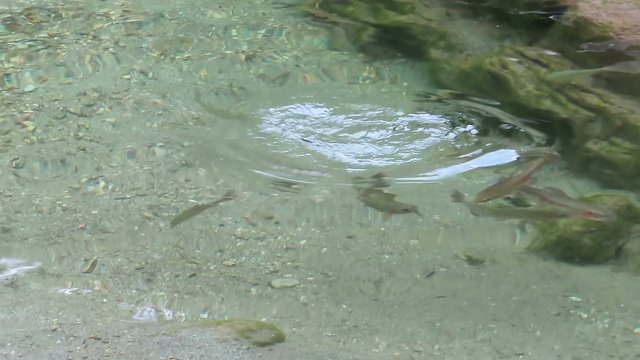 wild river trout (Salmo trutta fario) swimming in a stream at austrian alps in tirol.