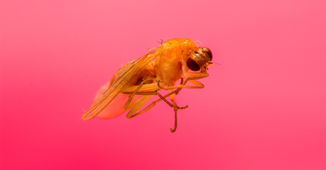 Close up portrait of insect