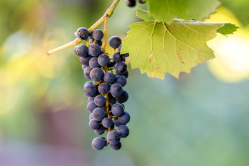 Dark blue ripening grape cluster lit by bright sun on blurred colorful bokeh copy space background.