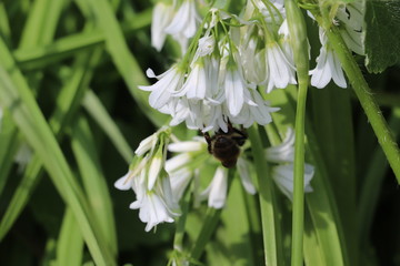 white snowdrops with green stems 