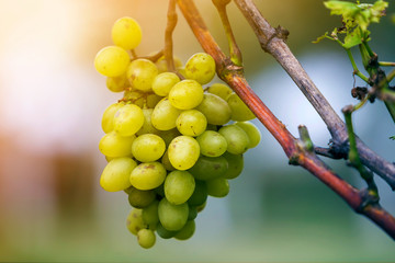 Close-up of vine branch with green leaves and isolated golden yellow ripe grape cluster lit by...