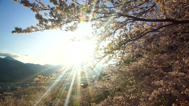 View of blooming tree and mountain,  Chikuma,  Nagano Prefecture