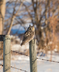 Long eared owl