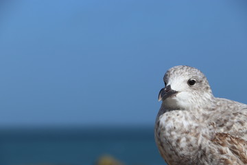 seagull looking left of camera against a blue sky 