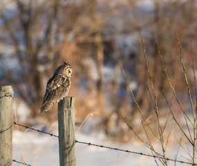 Long eared owl