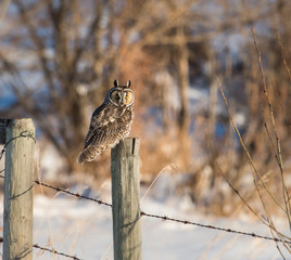 Long eared owl