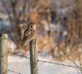 Long eared owl
