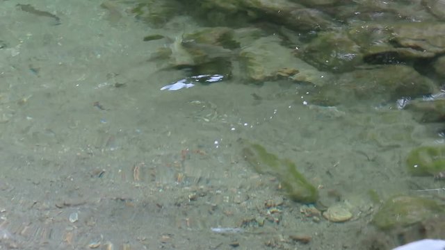 wild river trout (Salmo trutta fario) swimming in a stream at austrian alps in tirol.
