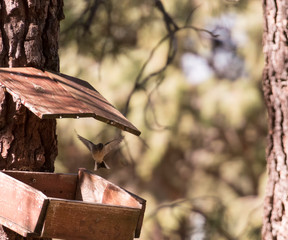 Sparrow flying over the feeder