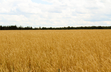 Field with yellow wheat and blue sky. Concept the harvest