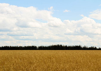 field with ears to the horizon and blue sky
