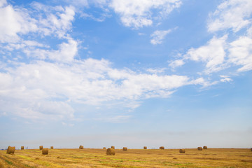 Obraz premium Summer Landscape with Wheat Field and Clouds