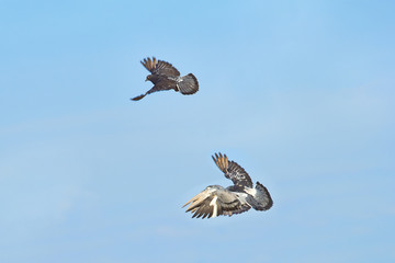 The bird flies on a background of blue sky