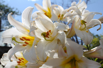Obraz na płótnie Canvas spring madonna lilies uder blue sky and sun