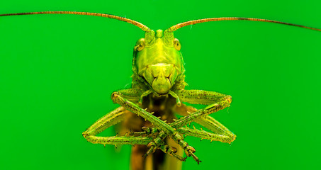 Close up portrait of insect