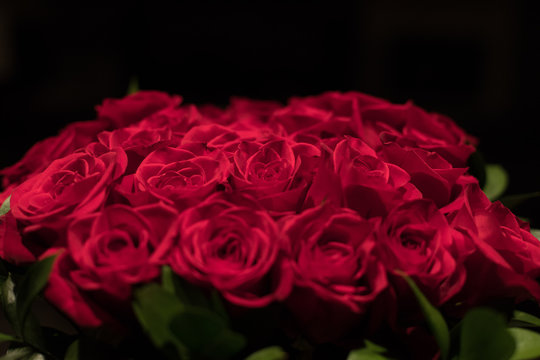 Roses with dark background