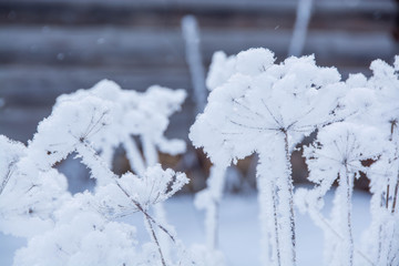 dried flowers in the snow