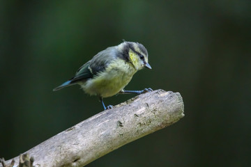 Obraz premium bluetit