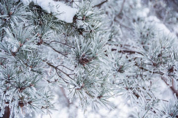 pine branches in the snow and hoarfrost