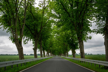 Asphalt route in Germany, framed by trees of green foliage.