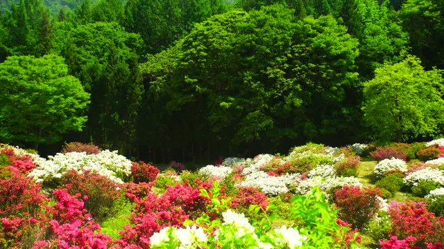 View of azaleas,  Ueda&nbsp;City,  Nagano&nbsp;Prefecture
