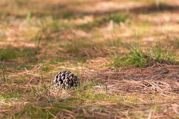 dry pineapple pine on grass and remains of pine needles