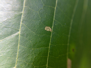 closeup of green leaf