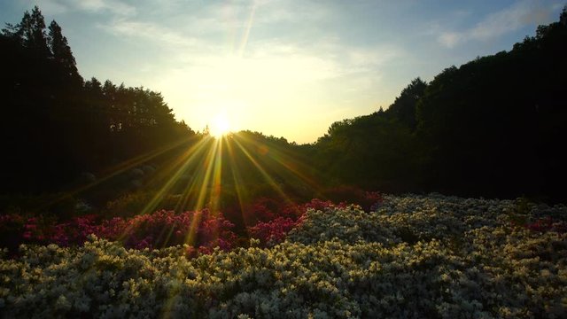 Azalea flower field at sunrise,  Ueda,  Nagano Prefecture,  Japan