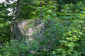 Fototapeta premium boulder in the forest