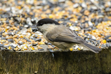 willowtit