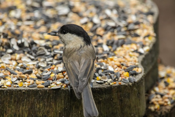 willowtit