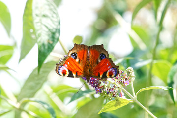 Beautiful European Peacock butterfly, perched on purple flowering buddleia