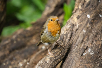 robin