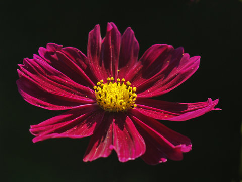  purple cosmos flower close-up on a black background