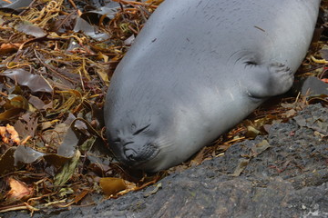 super fat elephant seal pup 