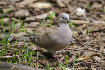 dove