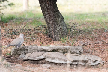Pigeon on drinking trough rocks watching to drink