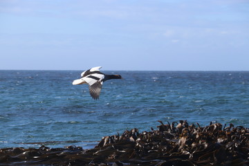 Fototapeta premium flying duck above a blue sea and landscape 