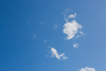 Seagulls flying in the sky among the clouds