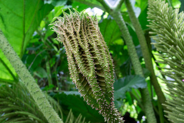 Close up of an unfolding leaf of giant-rhubarb or Brazilian giant-rhubarb or dinosaur food (Gunnera manicata) with spikes at the underside of the leaf and the stalk