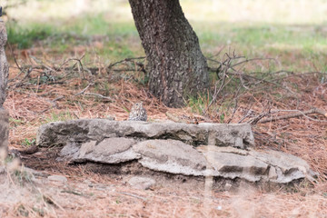 bird drinking water in stone trough