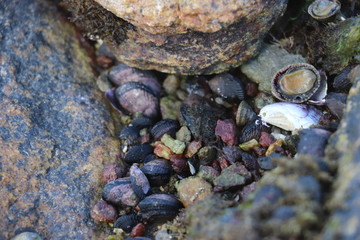 colourful collection of shells and pebbles 